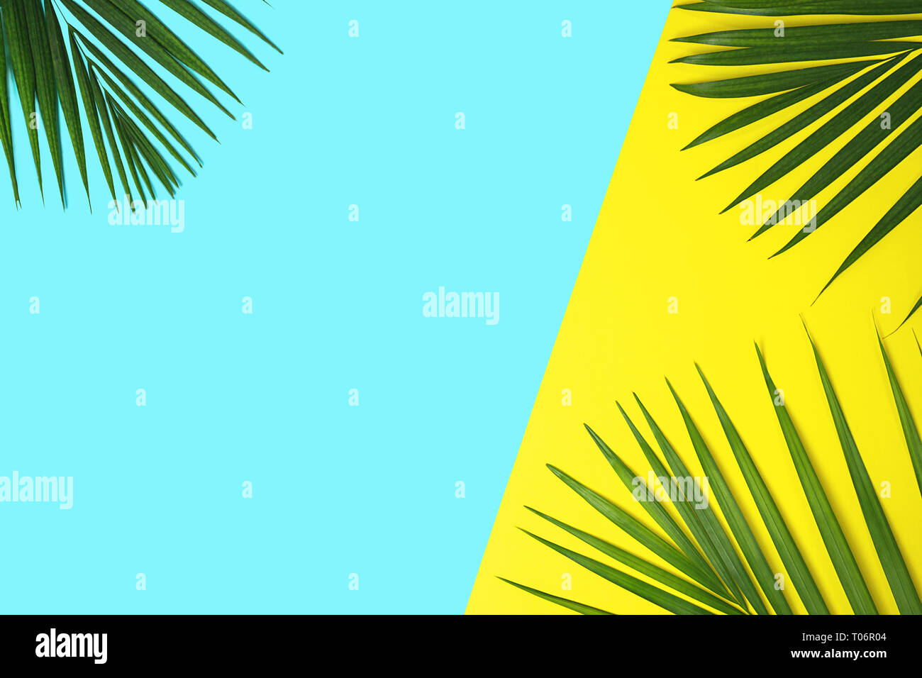 Tropical Green Palm Blätter auf farbigen Hintergrund. Gelbe und blaue Farben. Stockfoto
