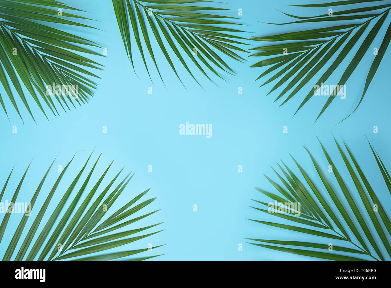 Tropical Green Palm Blätter auf blauem Hintergrund. Stockfoto