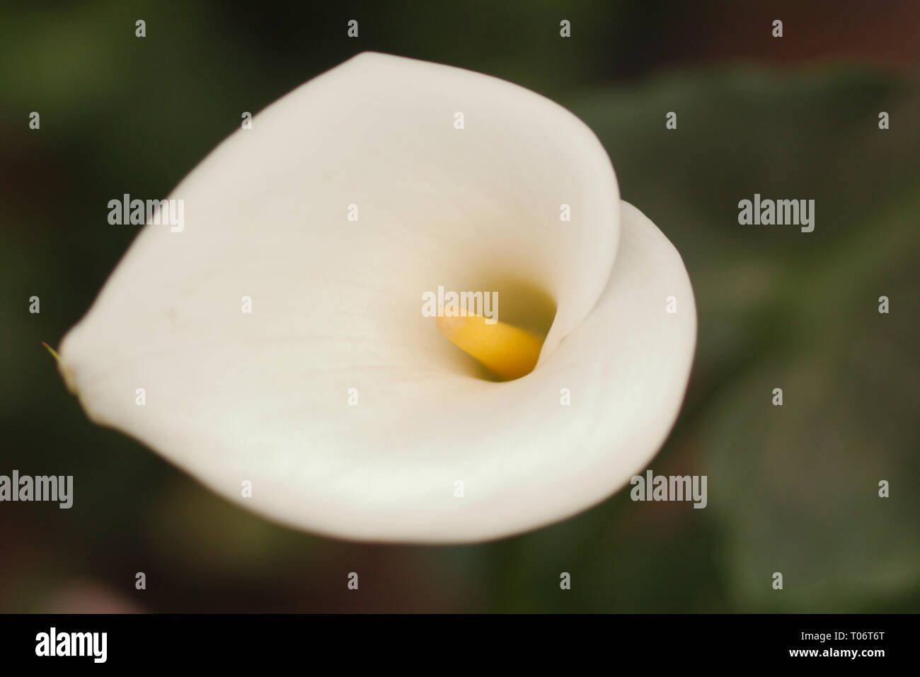 Weiße Calla lily Bloom, Nahaufnahme, auf dunkelgrünem Hintergrund von San Miguel de Allende Juarez Park Candelaria 2019 Stockfoto