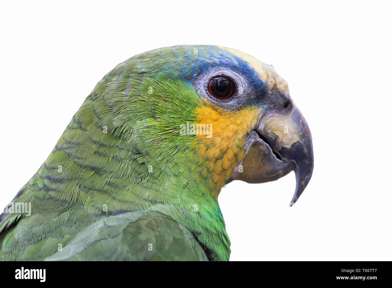 Eine Nahaufnahme, Porträt oder eine orange winged Amazon Parrot suchen rechts und isoliert auf weißem Hintergrund Stockfoto