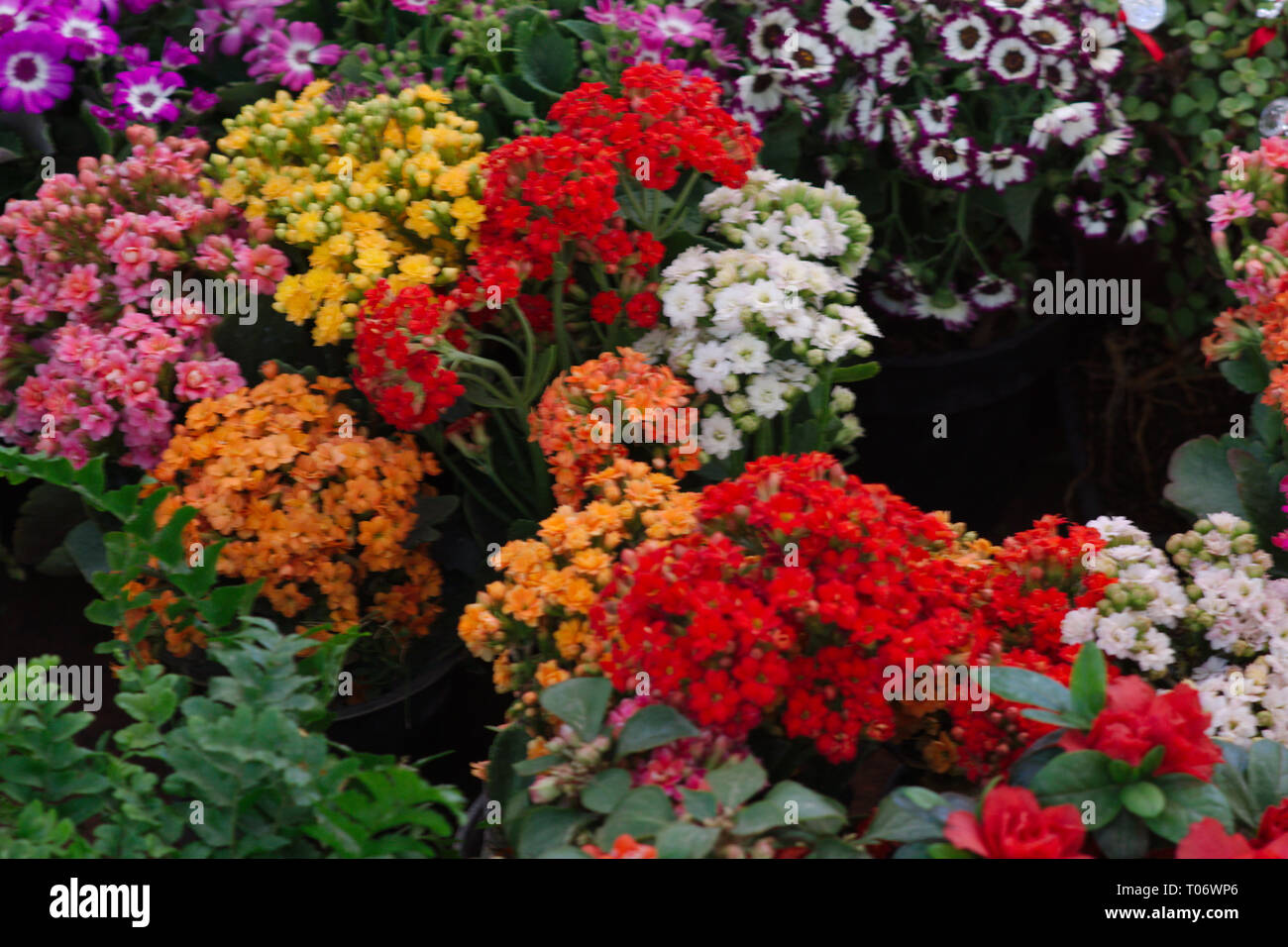 Bereich der bunten Topfpflanzen Blüten in Rot, Gelb, Orange, Weiß, Pink, Lila und pink von San Miguel de Allende Juarez Park Candelaria 2019 Stockfoto