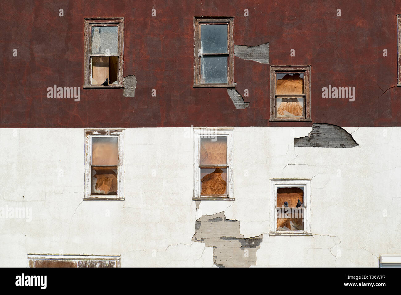 Drei Tauben auf Holzfenster mit Glasscherben auf Burgund und weißem Putz an der Wand eines verlassenen Gebäude mit sechs Fenstern Stockfoto
