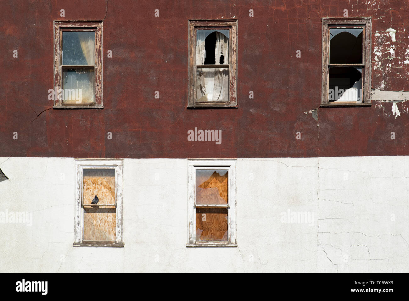 Taube stehend auf einem hölzernen Fensterrahmens mit Glasscherben auf Burgund und weißem Putz an der Wand eines verlassenen Gebäude mit fünf Fenster Stockfoto