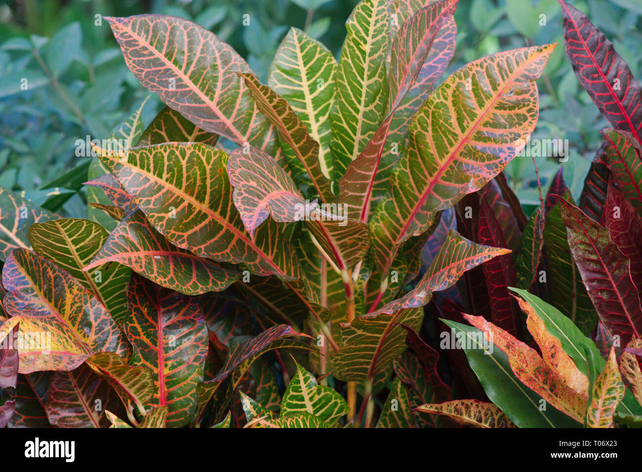 Grüne und gelbe Marmorierung Laub Croton Pflanze mit grünem Laub Hintergrund von San Miguel de Allende Juarez Park Candelaria 2019 Stockfoto