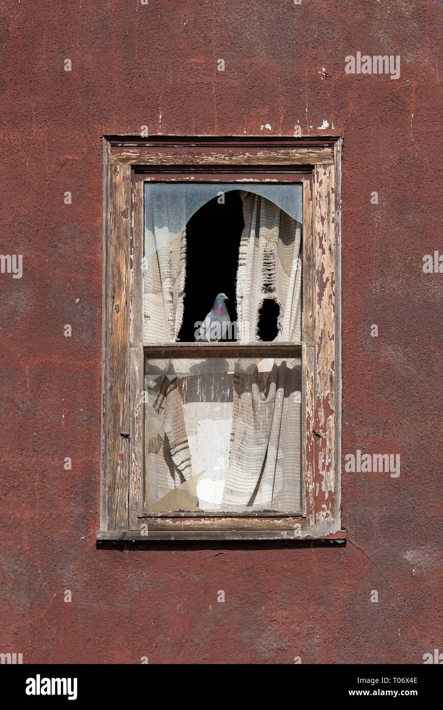Taube stehend auf einem hölzernen Fensterrahmens mit Glasscherben auf ein Burgunder Putz an der Wand eines verlassenen Gebäude, vertikale Ausrichtung Stockfoto