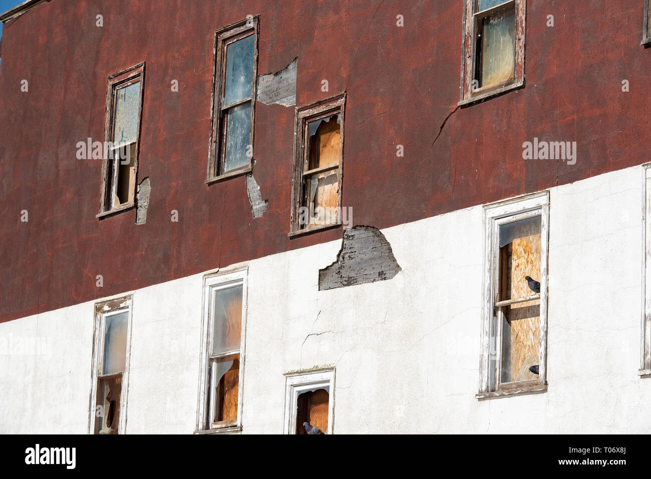 Drei Tauben auf Holzfenster mit Glasscherben auf Burgund und weiß verputzten Wand von einem verlassenen Gebäude mit mehreren Fenstern Stockfoto