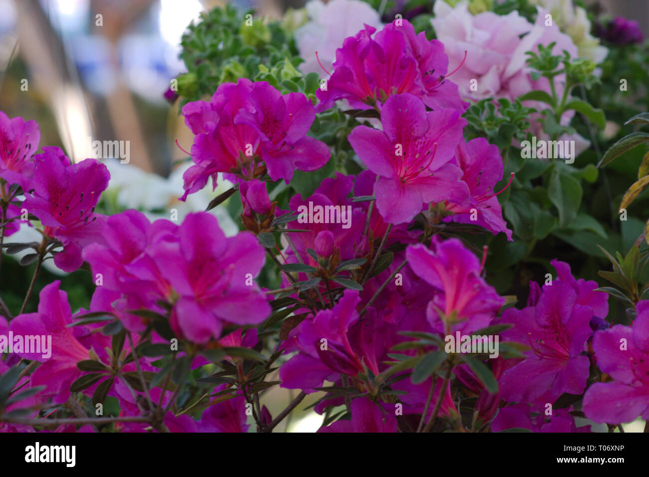 Leuchtend rosa und hellblau pink Hibiscus Blüten mit grünem Laub von San Miguel de Allende Juarez Park Candelaria 2019 Stockfoto