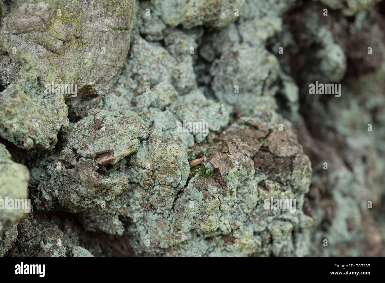 Moos und Flechten auf Eiche Baum Rinde Makro Stockfoto