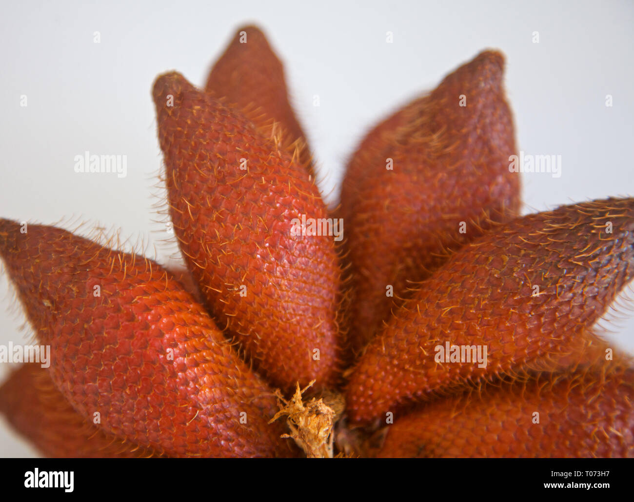 Nahaufnahme von Salak Frucht, Thailand Stockfoto