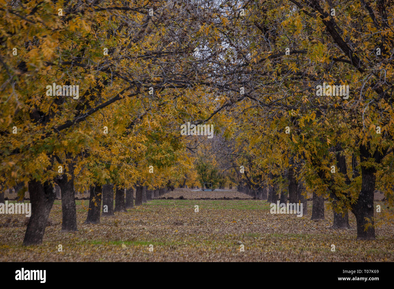 Canutillo, El Paso County, Texas, USA Stockfoto