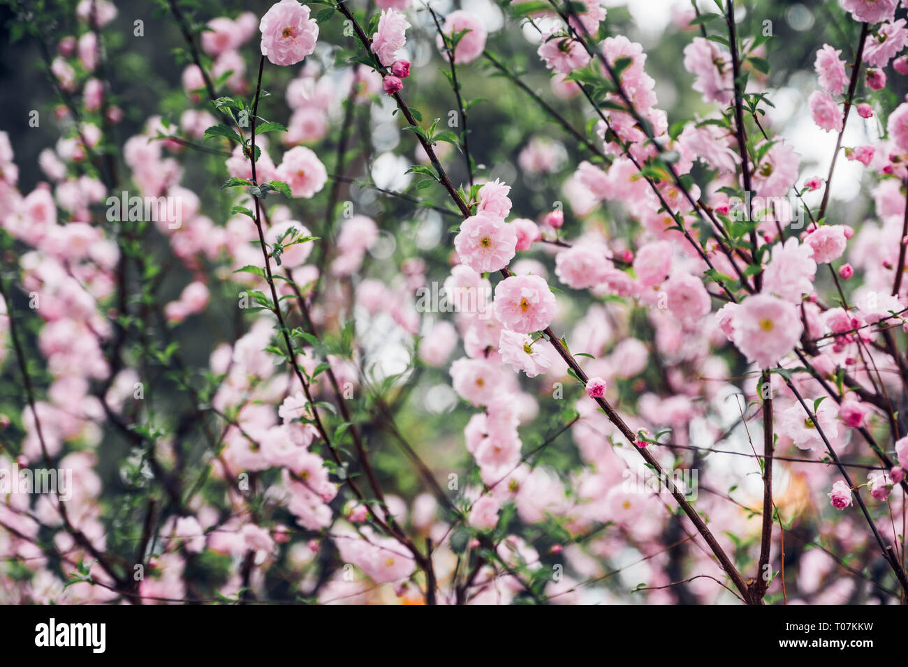 In der Nähe von Rosa Pflaume Blume Blüte am Baum im Frühjahr saisonale, natürlichen Hintergrund. dramatischen Ton Filter Stockfoto