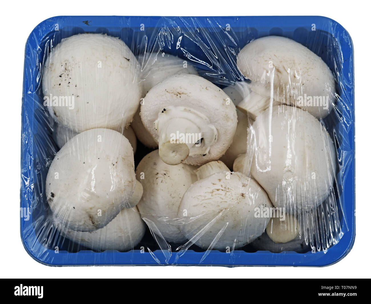 Champignons mit Folie eingewickelt in eine blaue Schale, Ansicht von oben Stockfoto