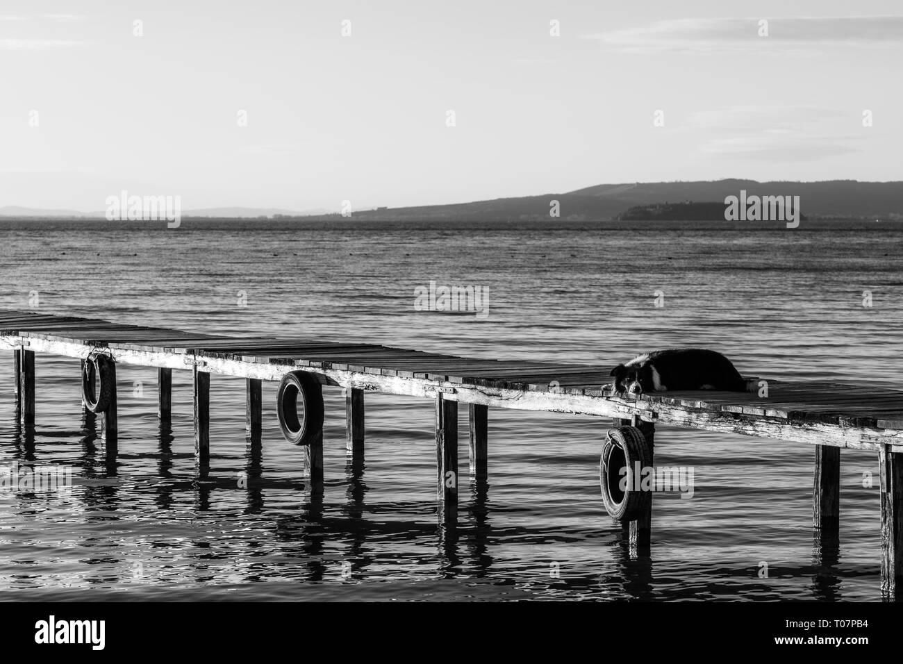 Ein Hund, der auf einem Pier overa ein See Stockfoto