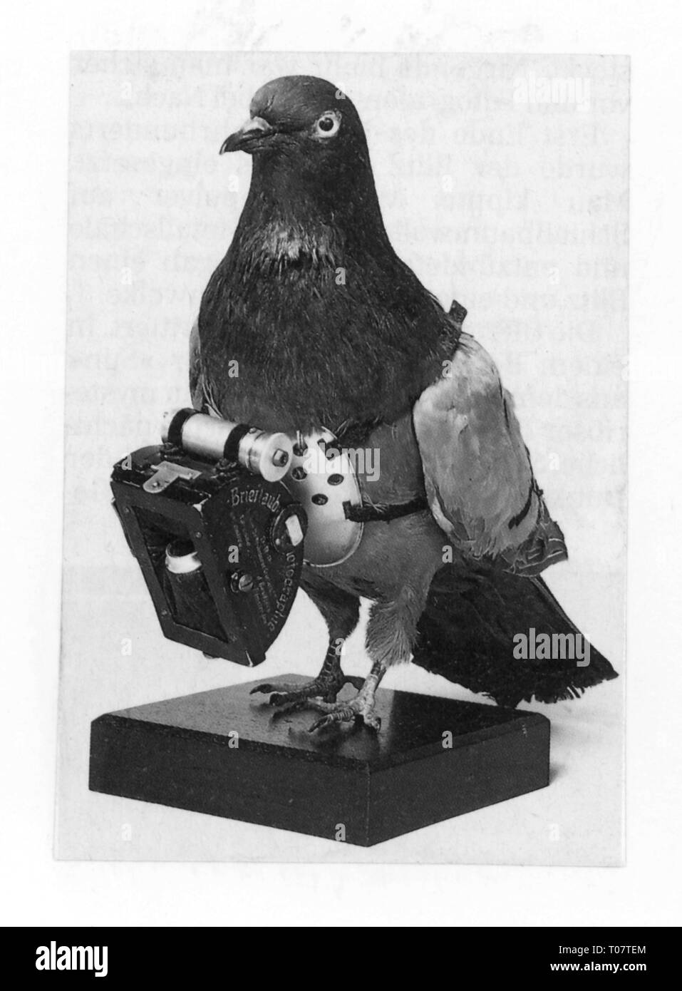 Fotografie, Kameras, Taube mit Brieftauben Kamera von Julius Neubronner, 1907, Additional-Rights - Clearance-Info - Not-Available Stockfoto