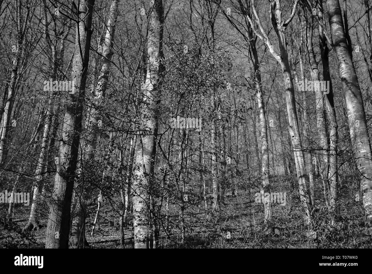 Laubwald Bäume in schwarzen und weißen, endlosen Wald Stockfoto