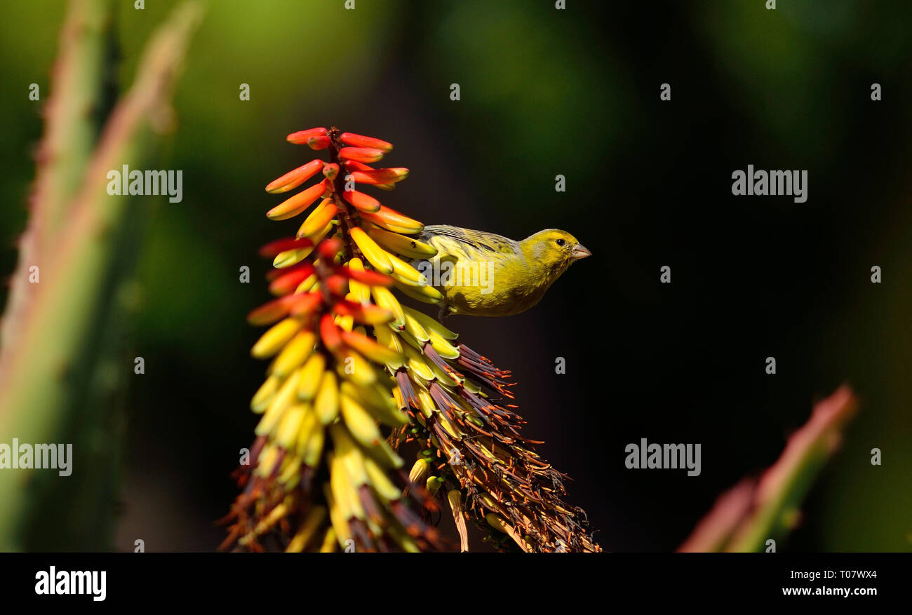 Schönen wilden Vogel auf bunten Aloe Blumen und sorgfältig beobachten, Serinus canaria Stockfoto