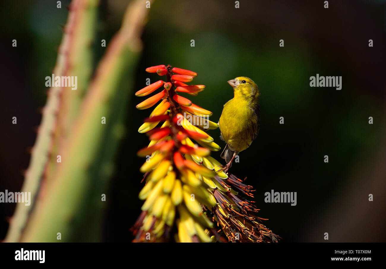 Serinus canaria, schönen wilden Vogel auf aloe Blumen und sorgfältig beobachten, Kanarische Inseln Stockfoto