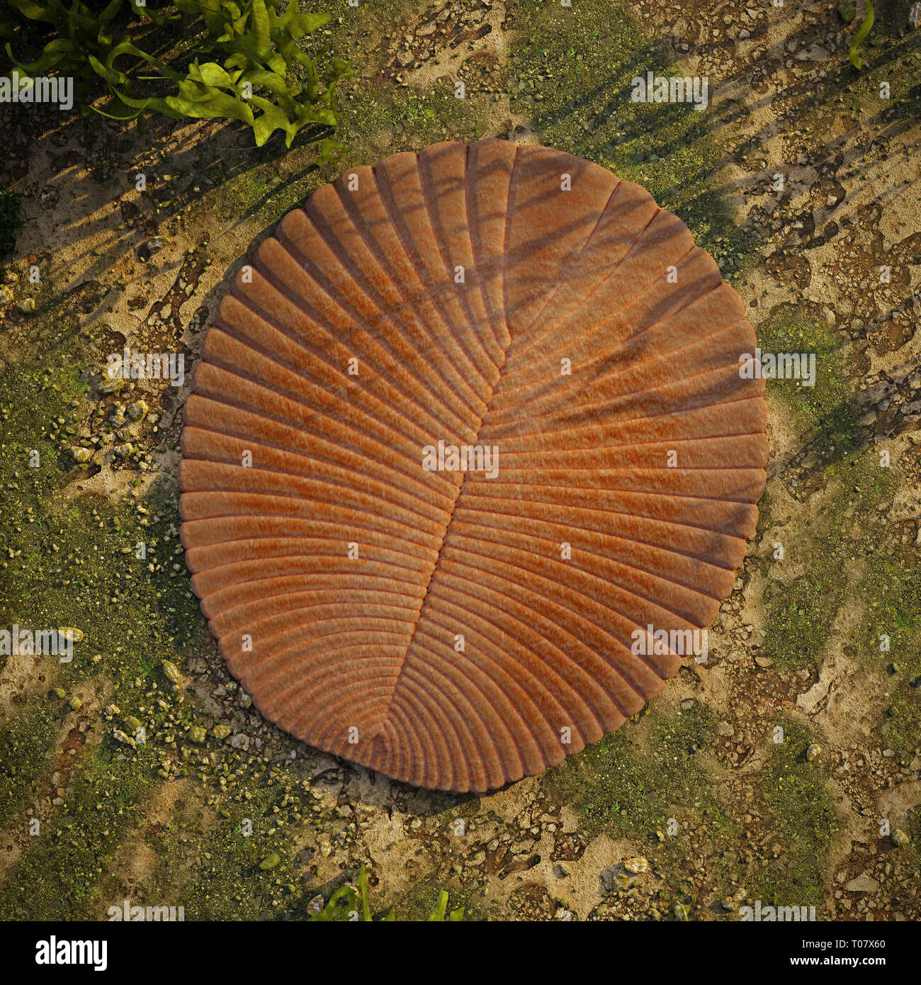Dickinsonia, Ausgestorbenen marinen Lebens Kreatur der Ediacaran Ära, eines der ersten Tiere (3d Wissenschaft Abbildung) Stockfoto