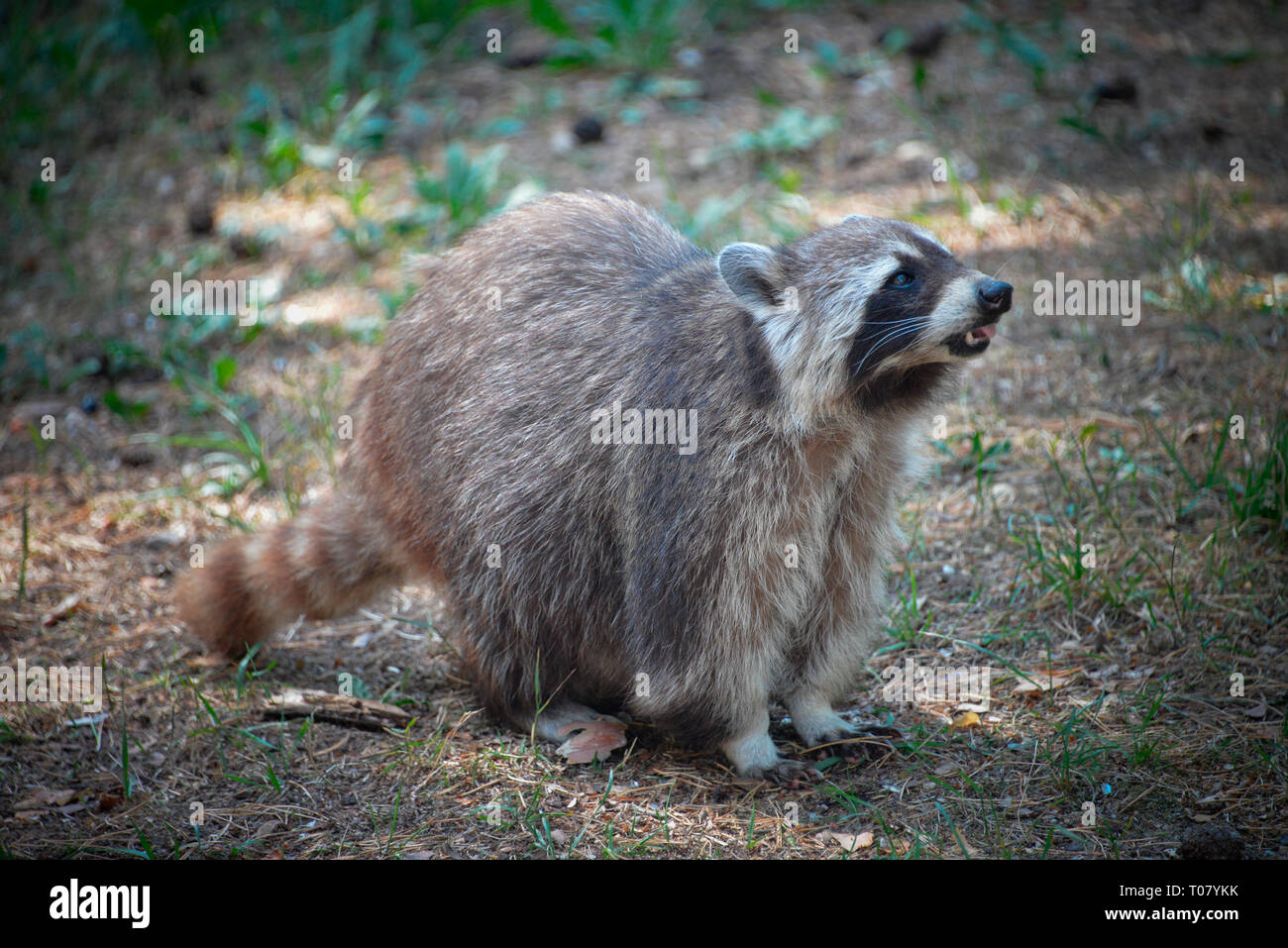 Waschbaer, Wildpark Johannismuehle, Baruth, Brandenburg, Deutschland, Johannismühle Stockfoto