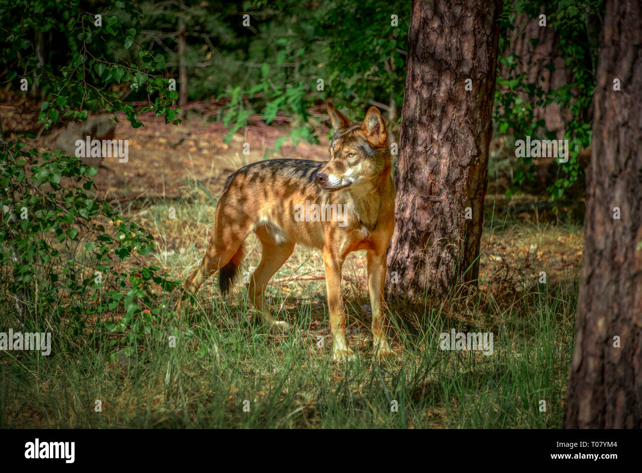 Wolf (Canis lupus), Wildpark Johannismuehle, Baruth, Brandenburg, Deutschland, Johannismühle Stockfoto