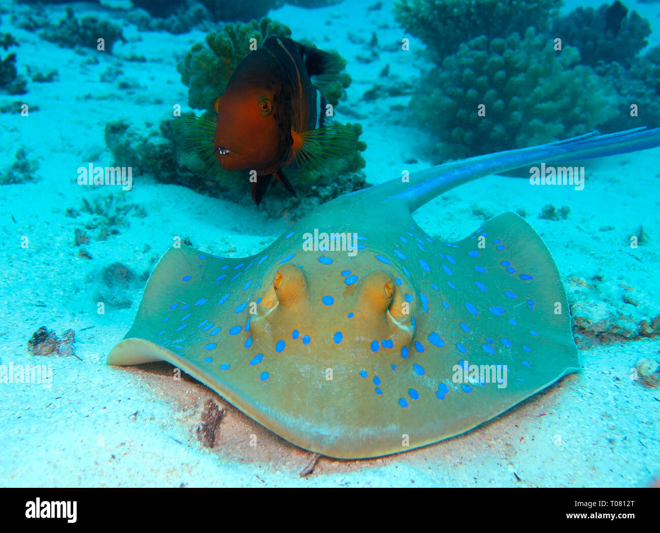 Blaupunktrochen (Taeniura lymma), Rotes Meer, Aegypten Stockfoto