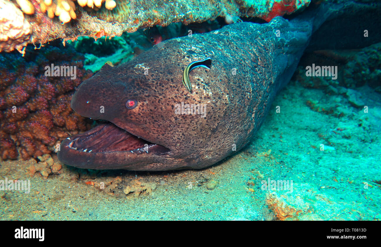 Riesenmuraene (Gymnothorax javanicus), Korallenriff, kleine Gobal Island, der Lastkahn, Rotes Meer, Aegypten Stockfoto