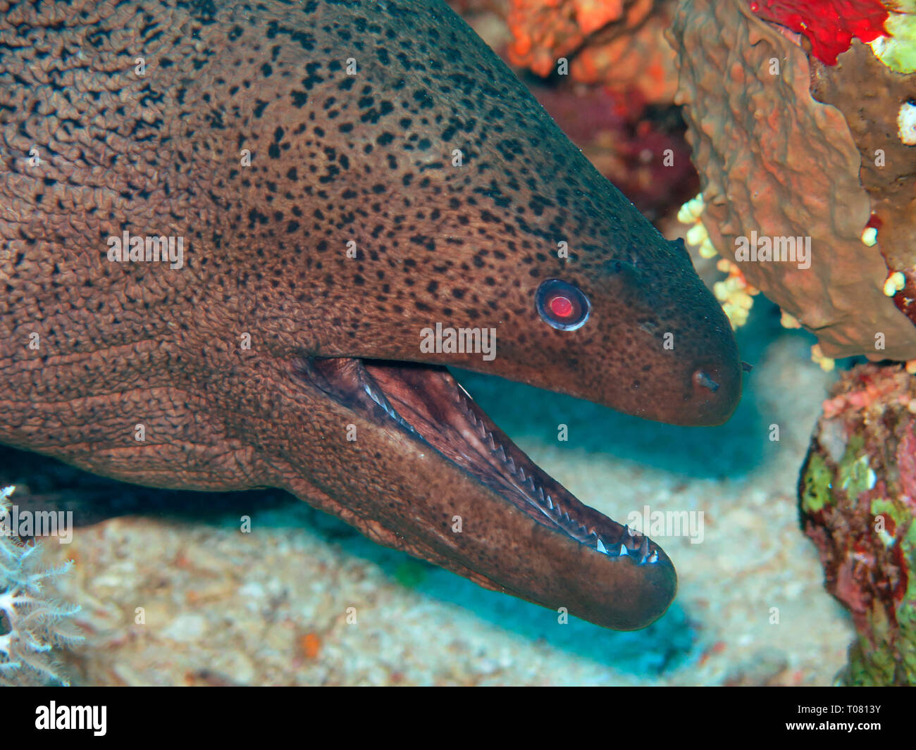 Riesenmuraene (Gymnothorax javanicus), Korallenriff, kleine Gobal Island, der Lastkahn, Rotes Meer, Aegypten Stockfoto