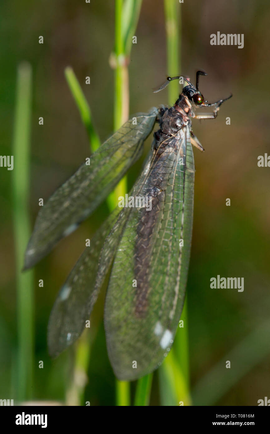 Gemeinsame antlion, (Myrmeleon formicarius) Stockfoto