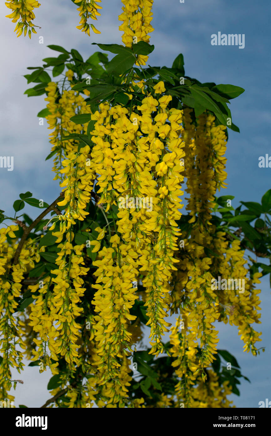 Golden Chain tree, (Laburnum anagyroides) Stockfoto