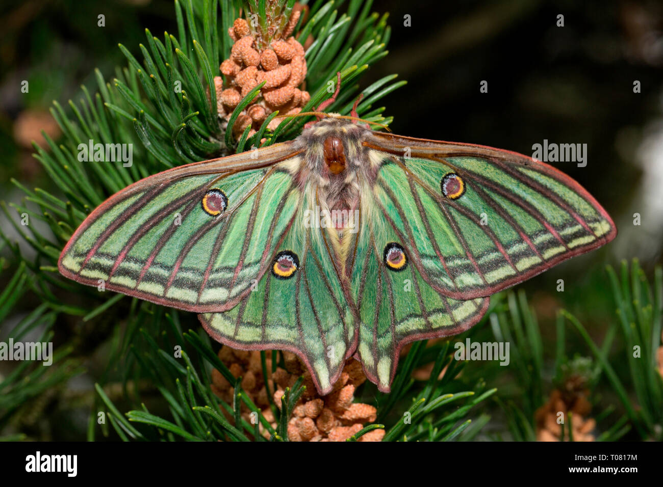 Spanisch moon Moth (Graellsia isabellae) Stockfoto