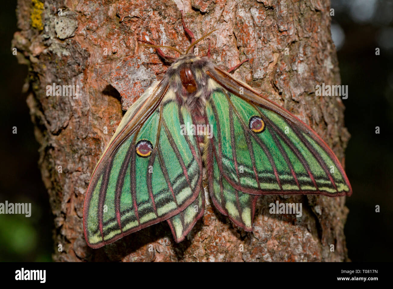 Spanisch moon Moth (Graellsia isabellae) Stockfoto