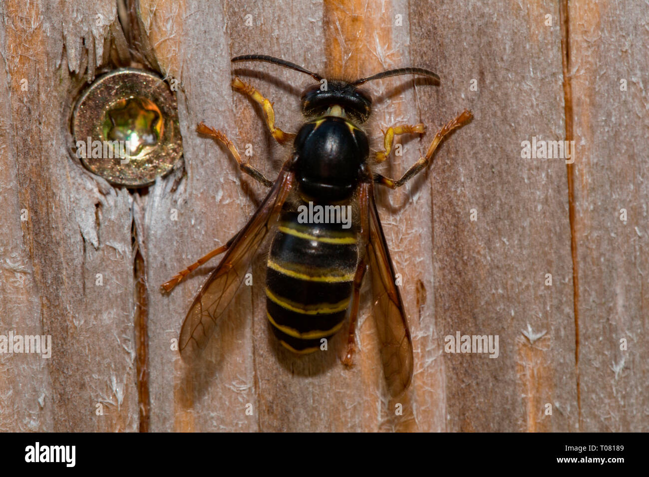 Die mittlere Wespe (Dolichovespula Media) Stockfoto