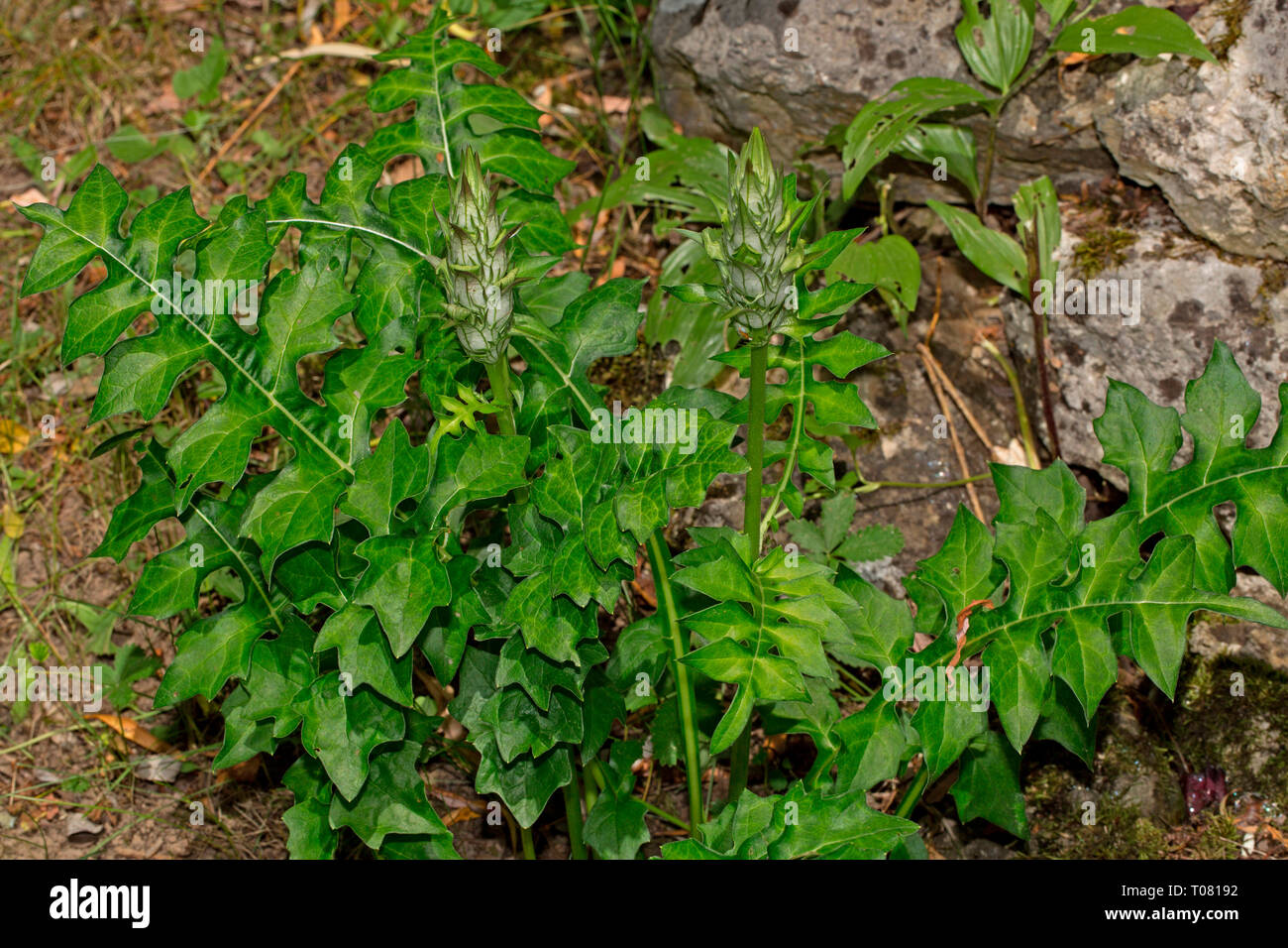 Long-leaved Bear's Hosen, (Acanthus hungaricus) Stockfoto