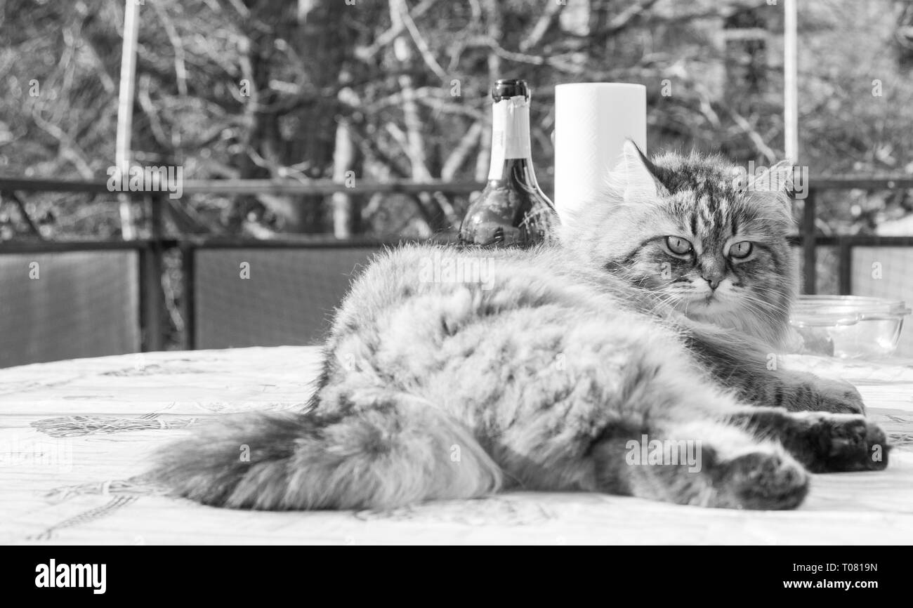 Süße flauschige Kätzchen der Sibirischen Katze. Langhaarige Katze von Viehbestand Stockfoto