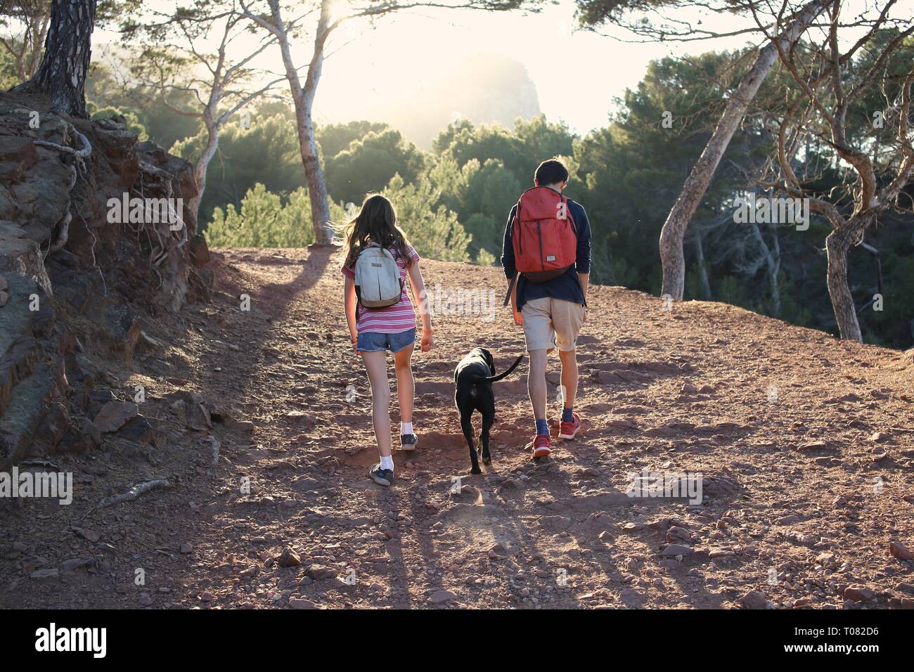 Zurück Blick auf Jugendliche mit Rucksäcken Spaziergang mit dem Hund im Wald bei Sonnenuntergang Stockfoto