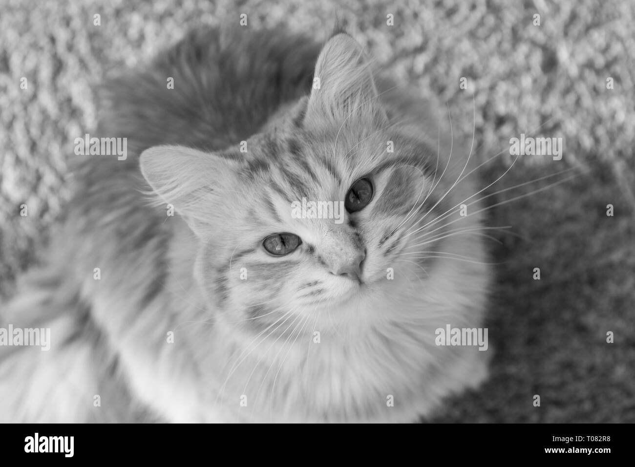 Süße flauschige Kätzchen der Sibirischen Katze. Langhaarige Katze von Viehbestand Stockfoto