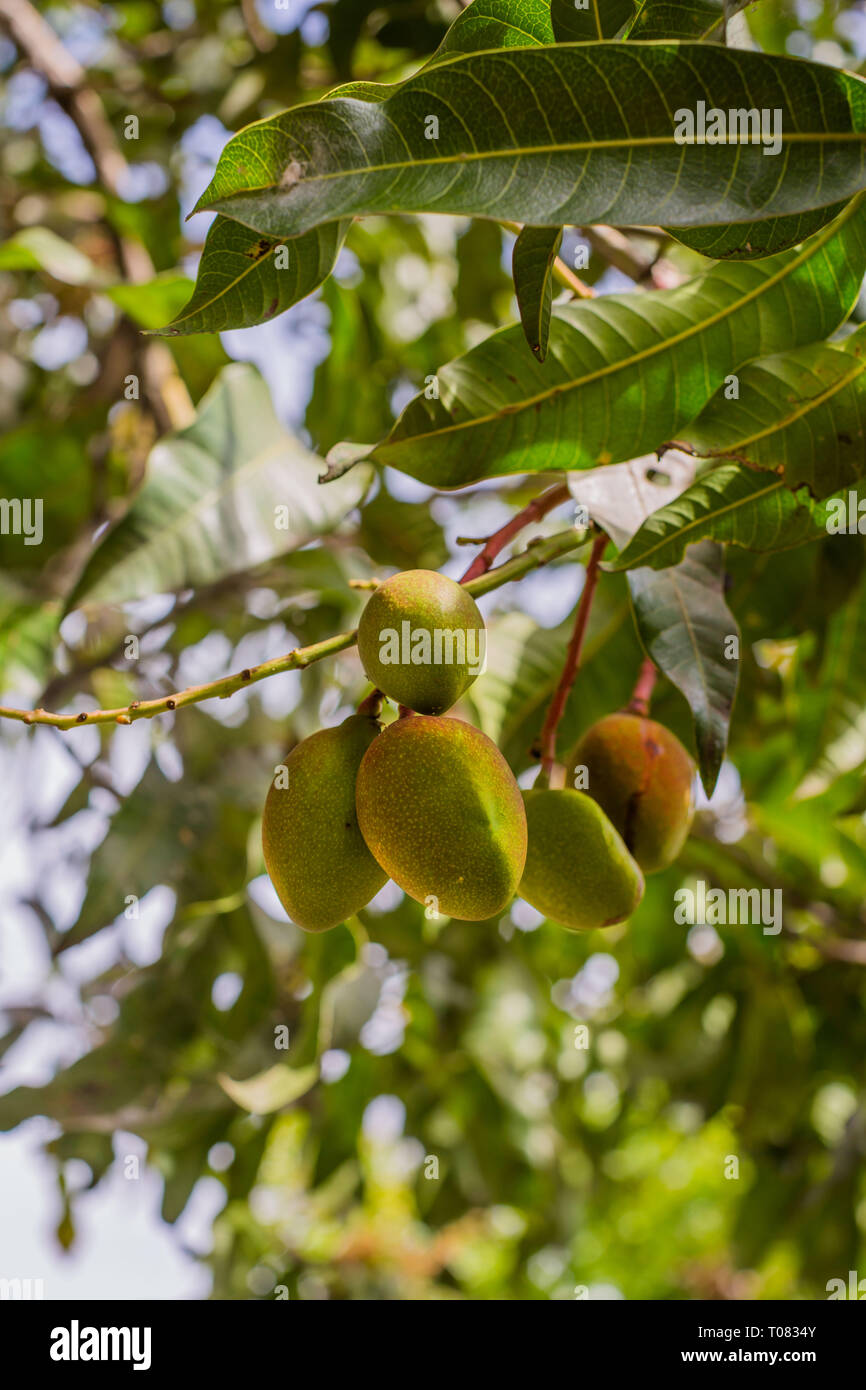 Unreife kleine Mango auf einem Baum eine gesunde süß und saftig Asiatischen tropische Früchte Stockfoto