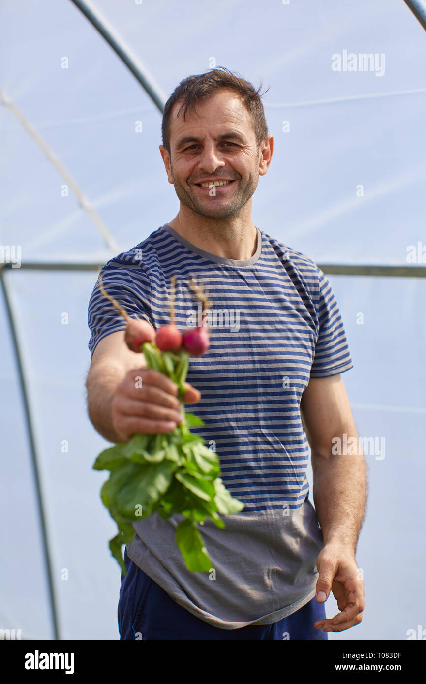 Bauer bietet einen Haufen frisch gepflückte Radieschen Stockfoto