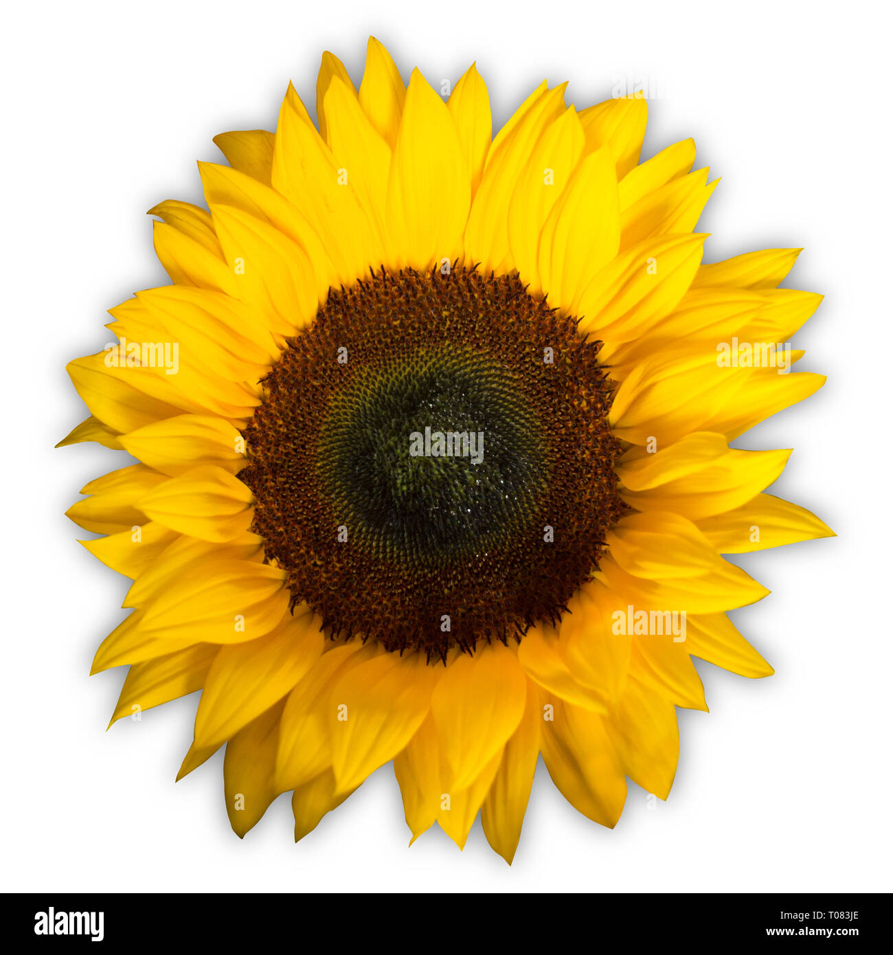 Sonnenblumen garten Ausgeschnittene Stockfotos und -bilder - Alamy