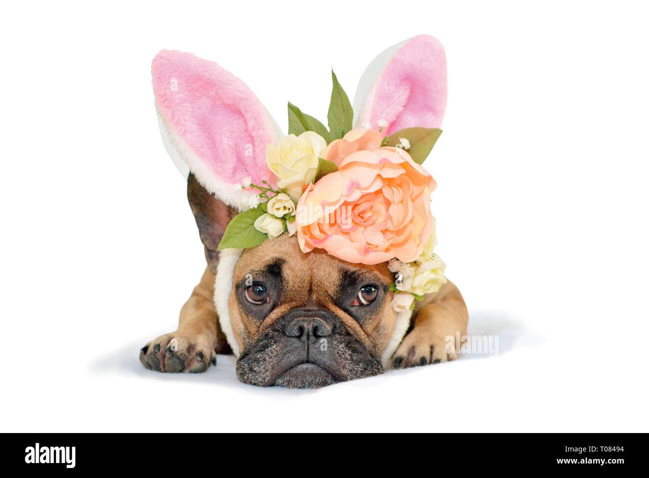 Cute fawn Französische Bulldogge hund Mädchen liegt auf dem Boden mit floralen Kopfschmuck mit großen schönen Blumen Lukas Päonien Rosen und Osterhasen Ohren auf Weiß zurück Stockfoto