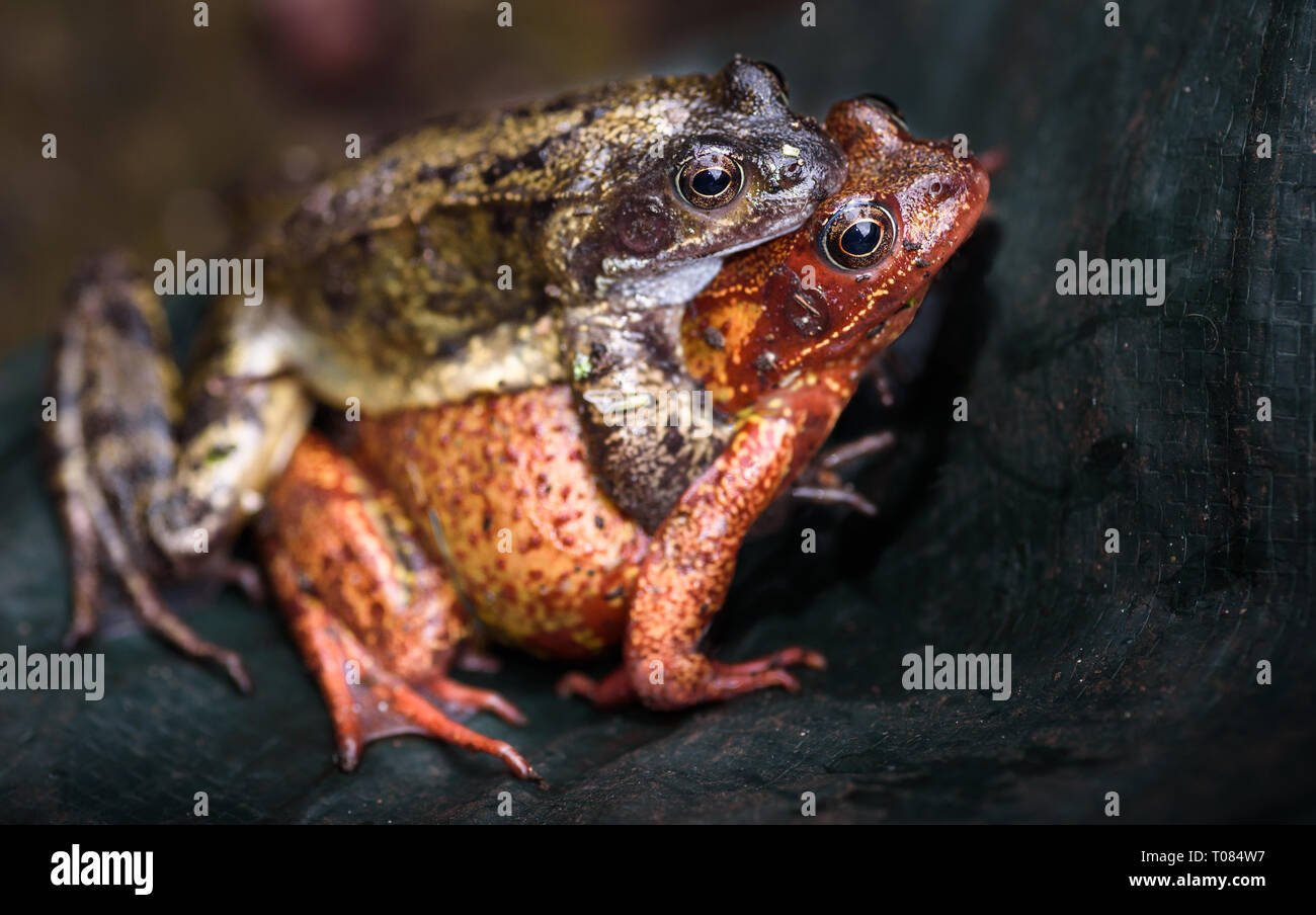 Europäische Frösche Paarung, die weibliche Darstellung eine ungewöhnliche Rote Hautfarbe. Stockfoto