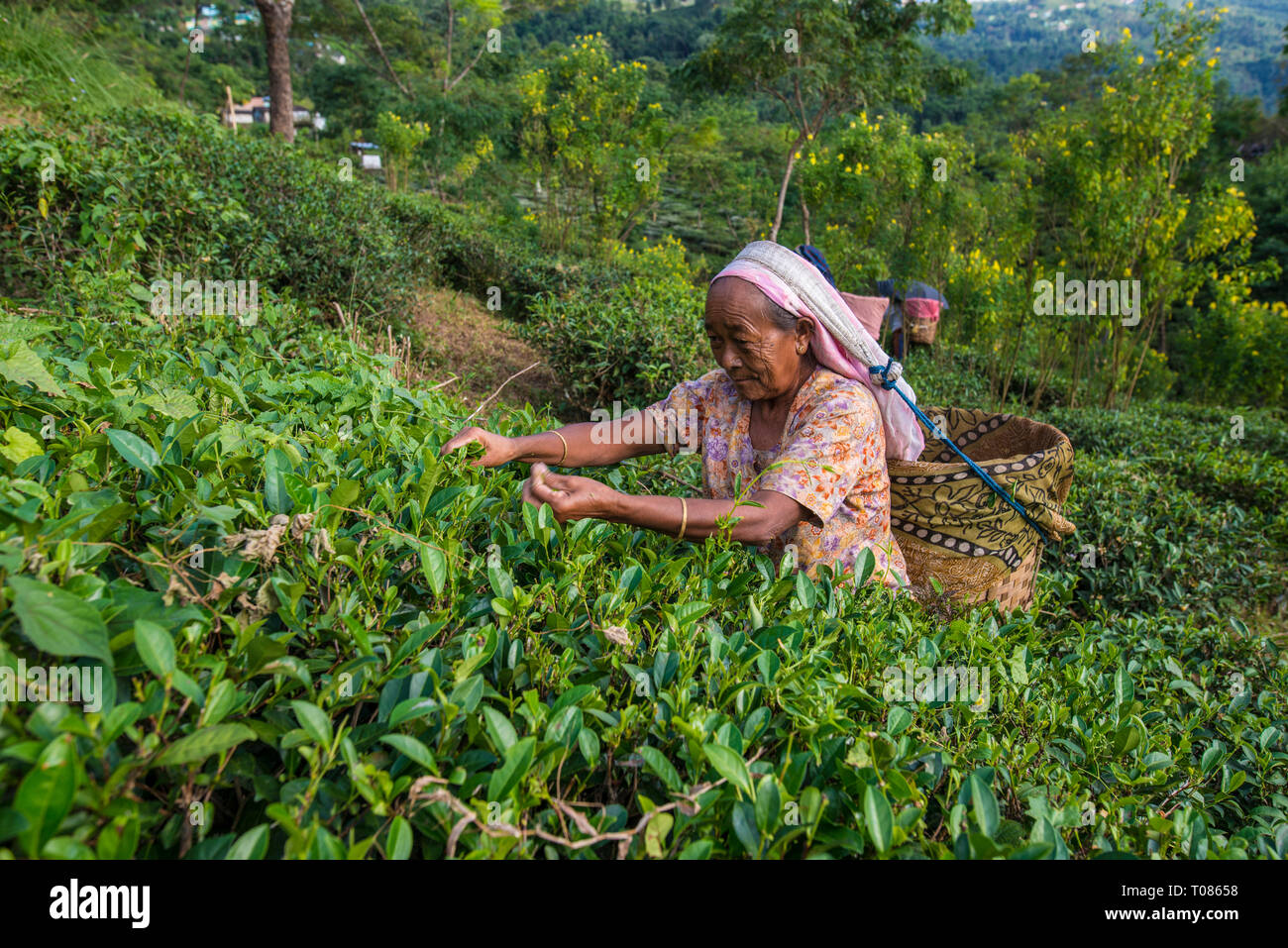 INDIA, West Bengal, DARJEELING, 10-31-2016: Ältere Frauen zupfen Kaffee auf einem Kaffee Immobilien in der Nähe von Darjeeling. Stockfoto