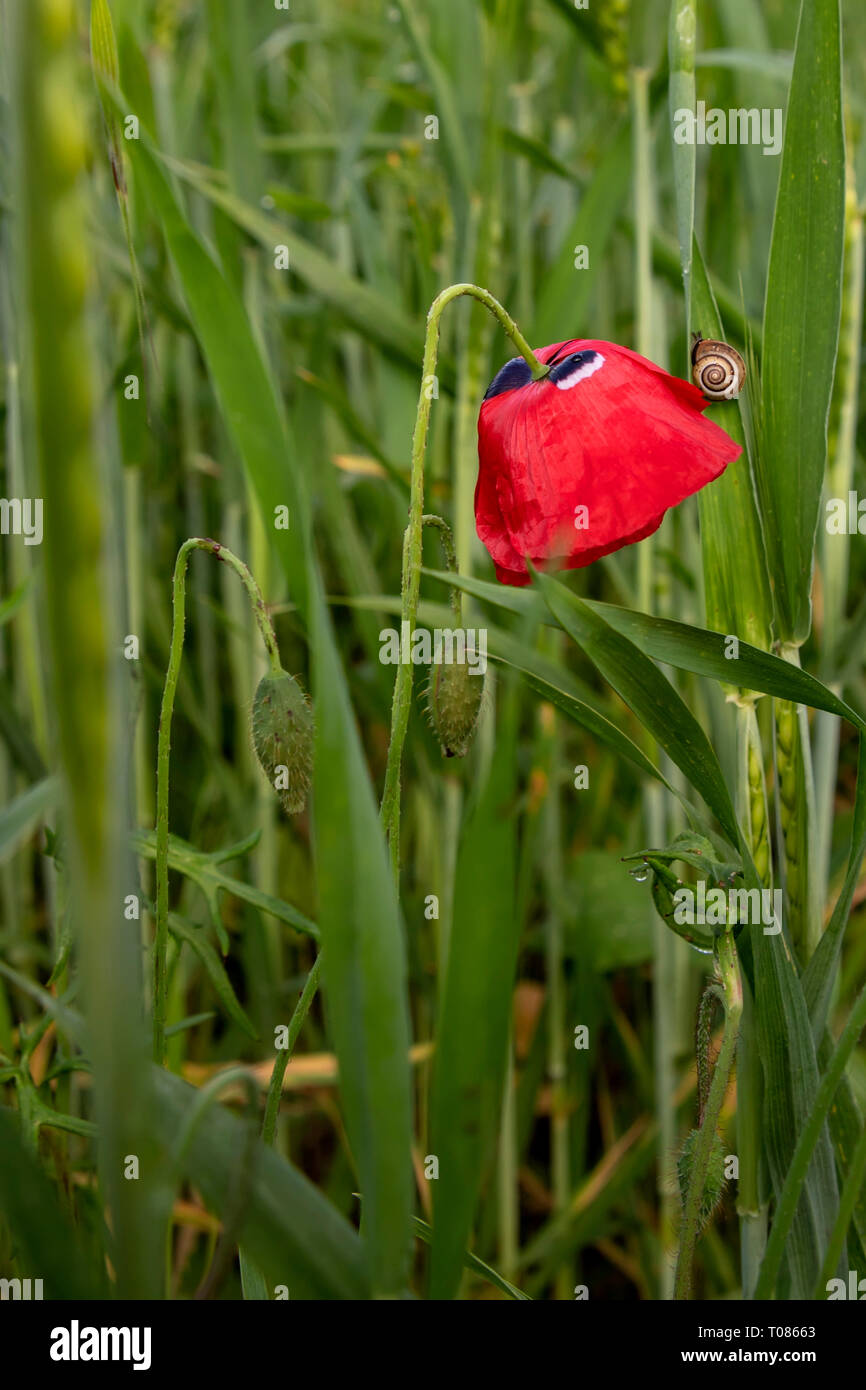 Blumen- und Vorbauten mit Knospen von Roter Mohn. Schnecke auf einem Blatt von Weizen. Tau Stockfoto