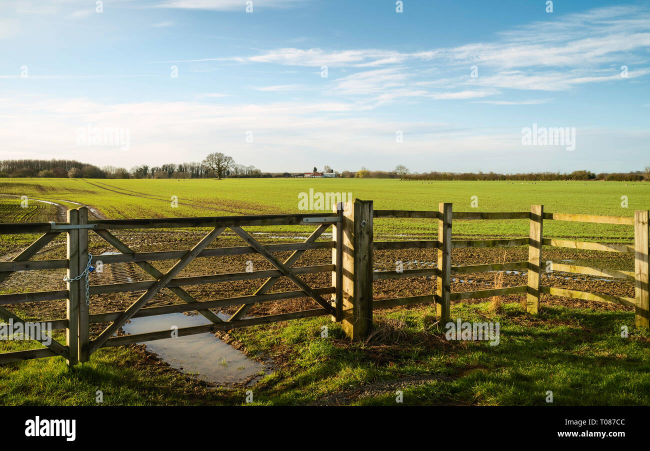 Beverley, Yorkshire, UK. Landwirtschaftliche Landschaft von gepflügten Feldes von gated Holzzaun unter strahlend blauem Himmel im Frühjahr in Beverley umgeben Stockfoto