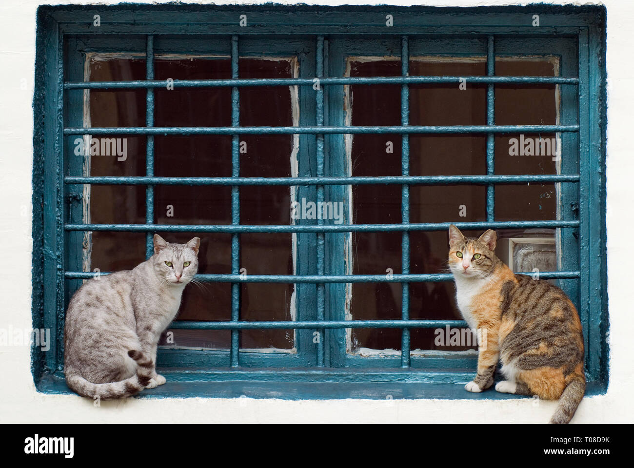 Zwei Katzen sitzen durch die vergitterten Fenster Stockfoto