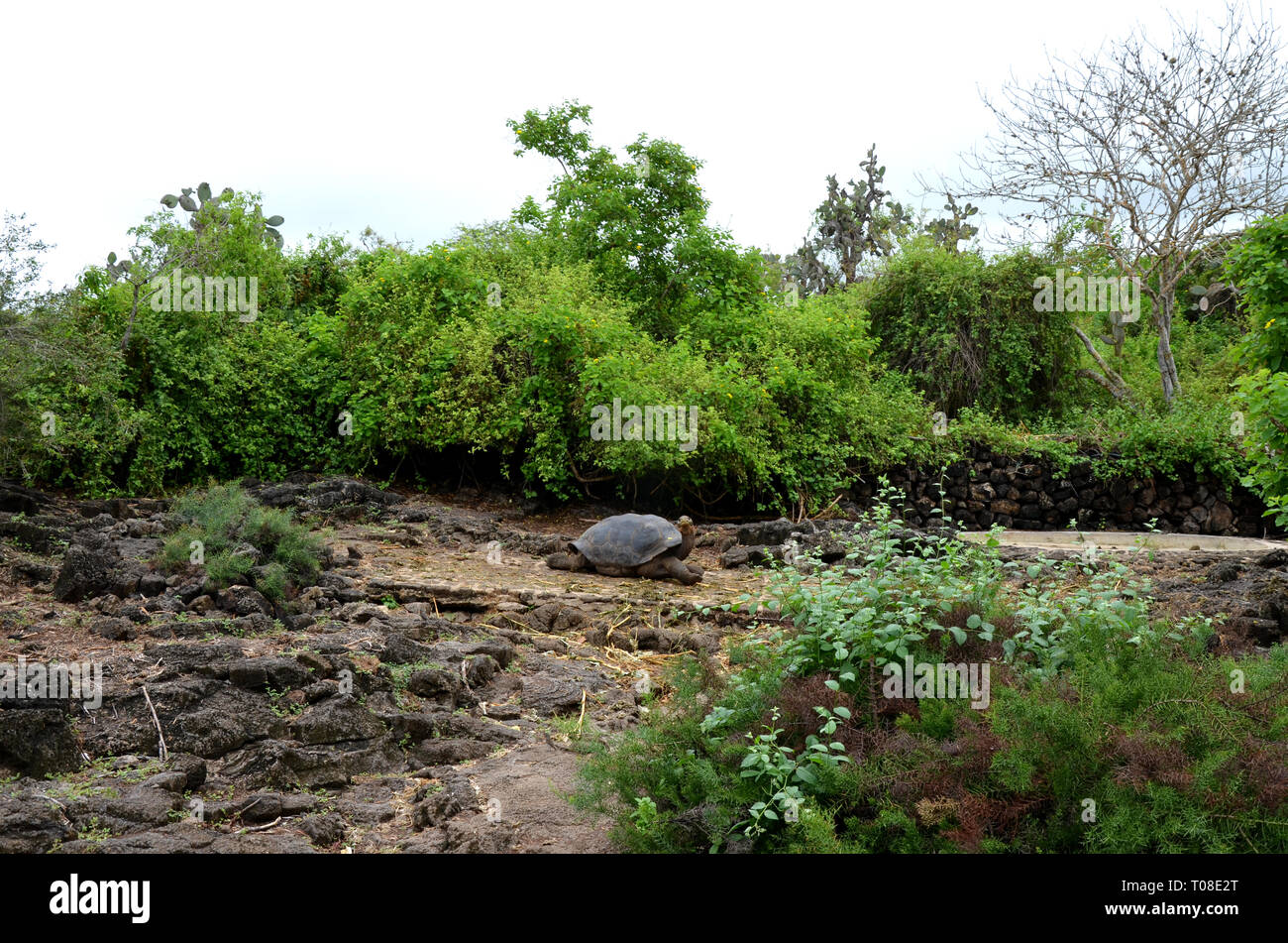 Galapagos Riesenschildkröte Stockfoto