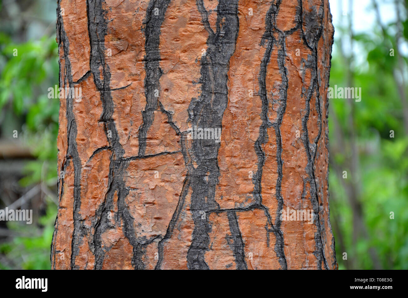 Amtsleitung von Galapagos Baum Stockfoto