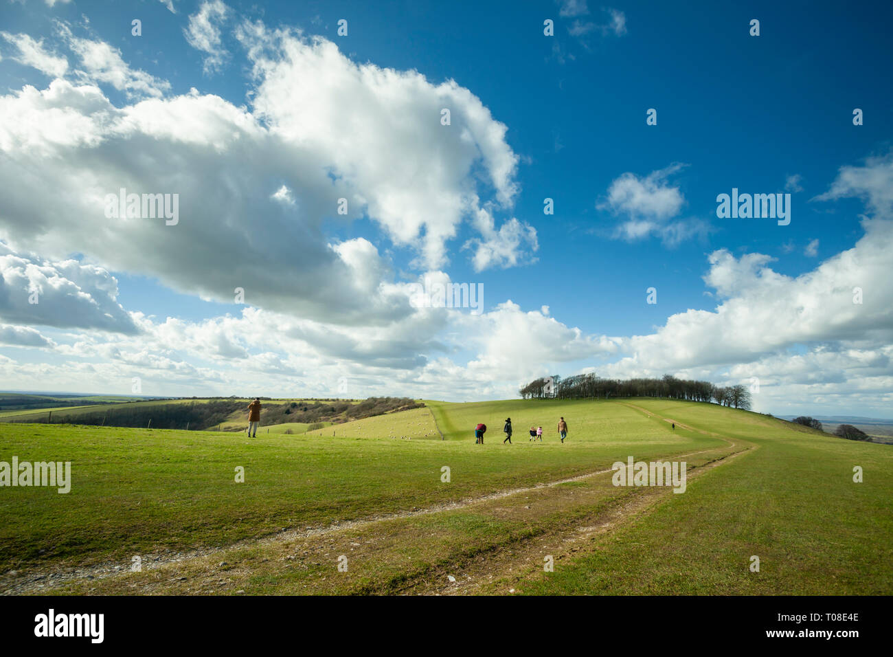 Der frühe Frühling auf der South Downs Way in West Sussex, England. Chanctonbury Ring, prähistorische Hill fort, in der Ferne. Stockfoto