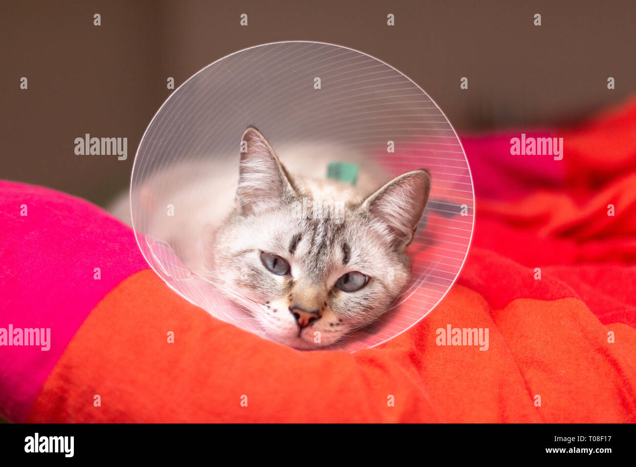 Pet Care Concept Sleepy Cat tragen Halskragen, E-Kragen oder Buster Kragen zum Schutz der Wunde nach dem chirurgischen Eingriff mit Kopie Raum Stockfoto