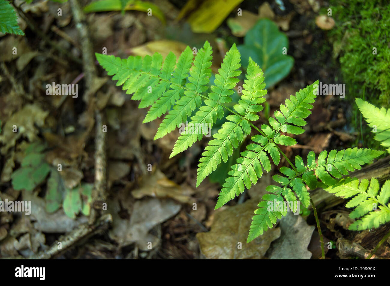 Grünes Blatt von Farnen und braunen Laub auf dem Boden - Nahaufnahme Stockfoto